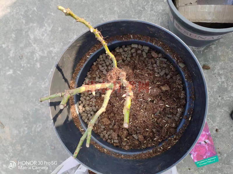 月季蓝莓蛋糕开箱及种植方法分享 月季蓝莓蛋糕开箱及种植方法分享