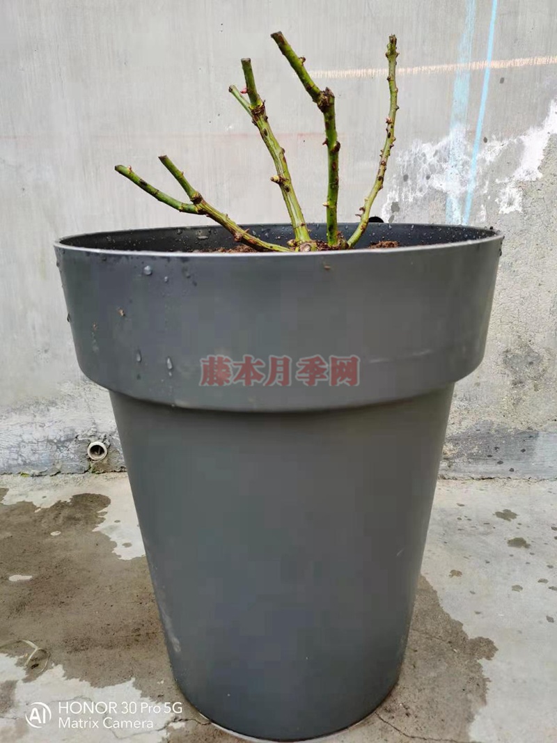 月季蓝莓蛋糕开箱及种植方法分享 月季蓝莓蛋糕开箱及种植方法分享