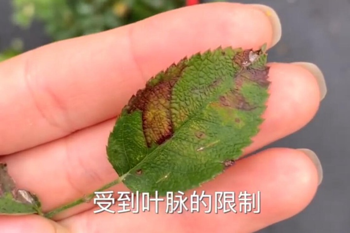 霜霉病 霜霉病