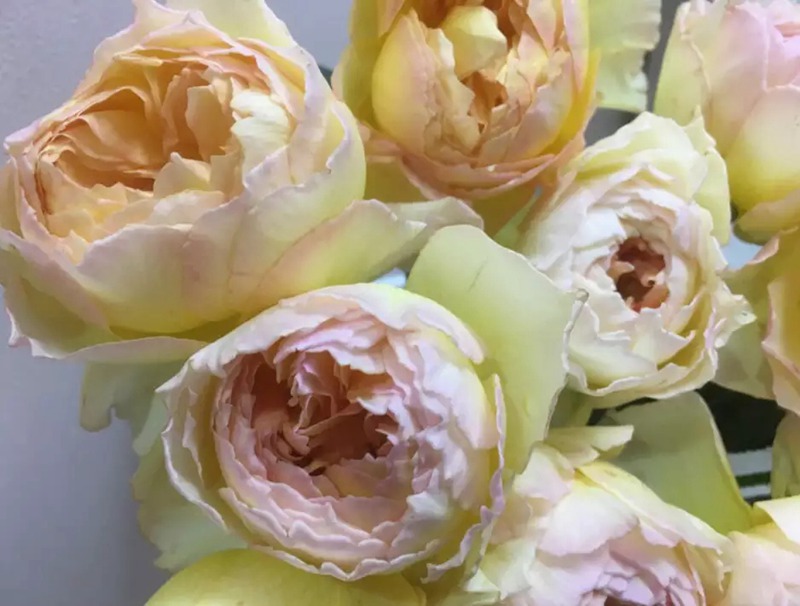 阳炎蜉蝣 阳炎/蜉蝣