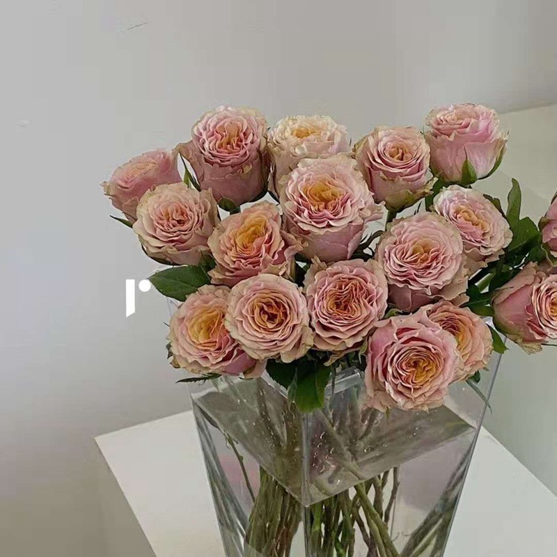 玛贝拉mabella 玛贝拉mabella