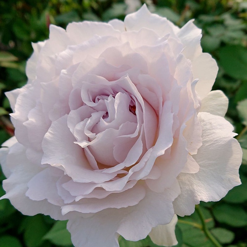莎菲天使 莎菲天使