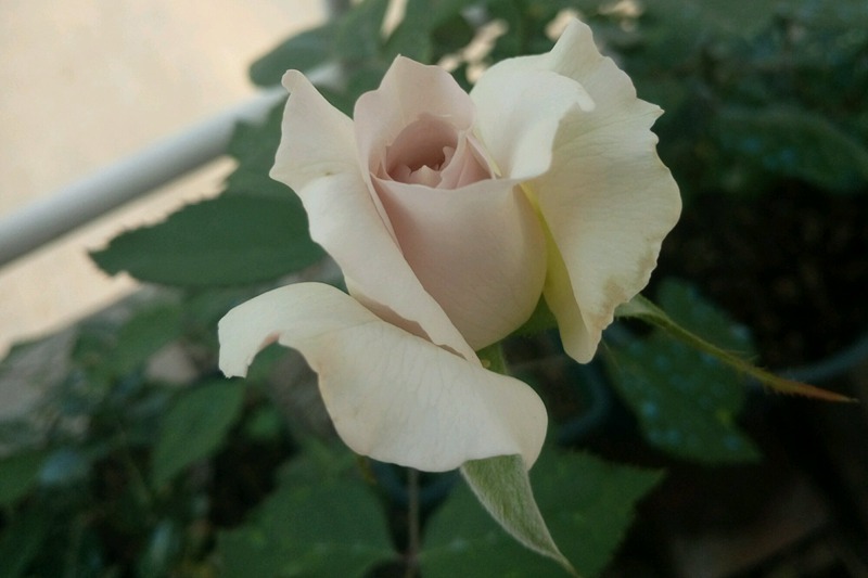 莎菲天使 莎菲天使saphiret