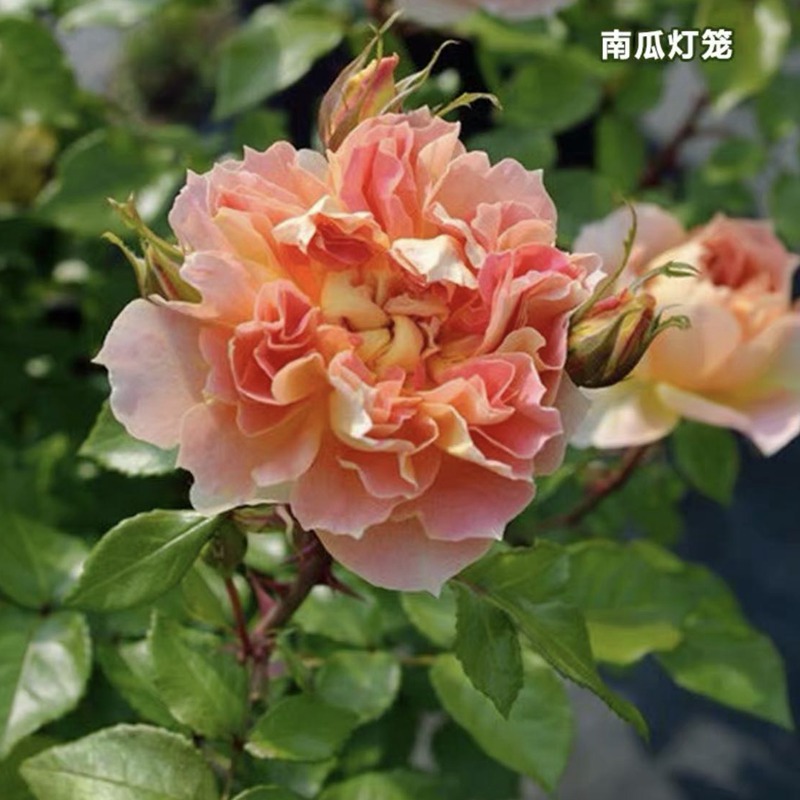 南瓜灯笼 南瓜灯笼Lanterne Citrouille