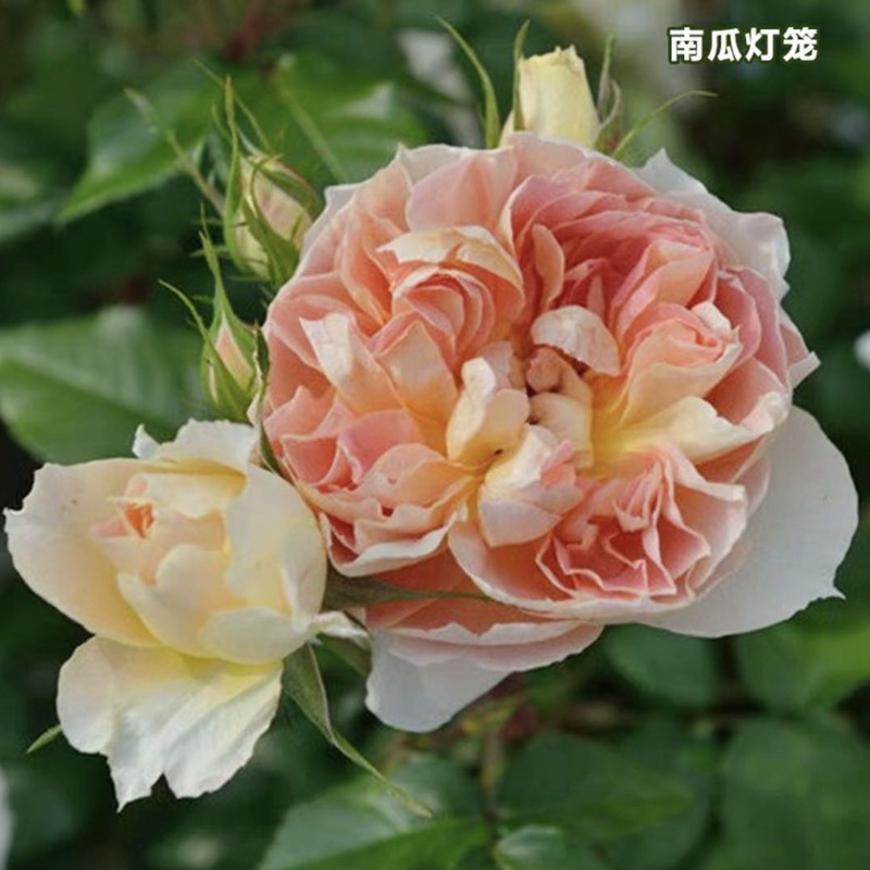 南瓜灯笼 南瓜灯笼Lanterne Citrouille