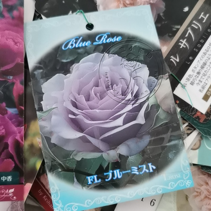 蓝雾/蓝色迷雾 蓝雾/蓝色迷雾