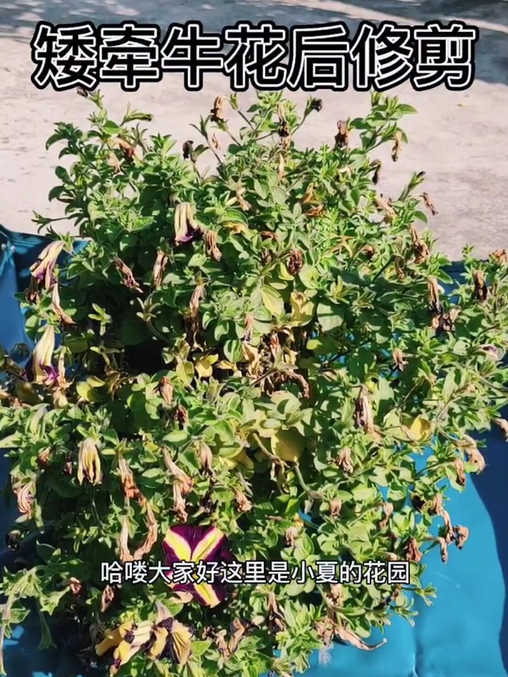 矮牵牛花后如何修剪? 矮牵牛花后如何修剪?