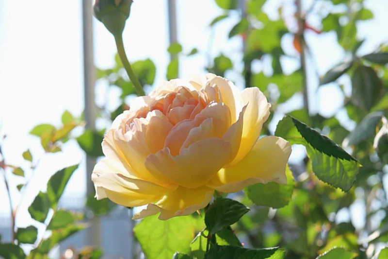 阳炎蜉蝣 阳炎/蜉蝣