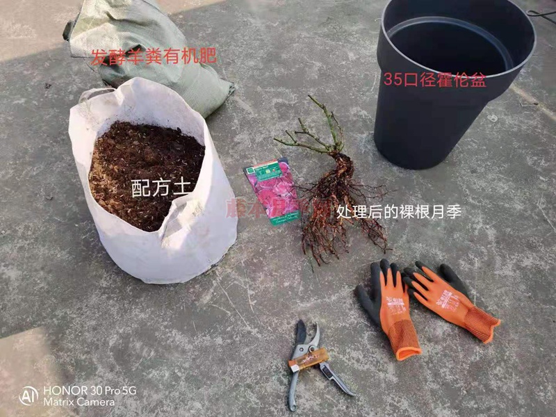 蓝莓蛋糕裸根苗 月季裸根苗的上盆步骤