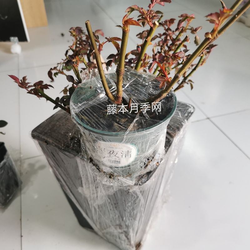 照夜清小苗 照夜清小苗