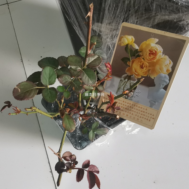 歌笛小苗 歌笛小苗