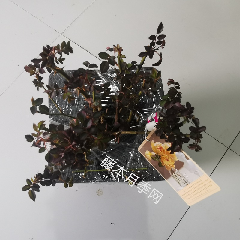 歌笛大苗 歌笛大苗