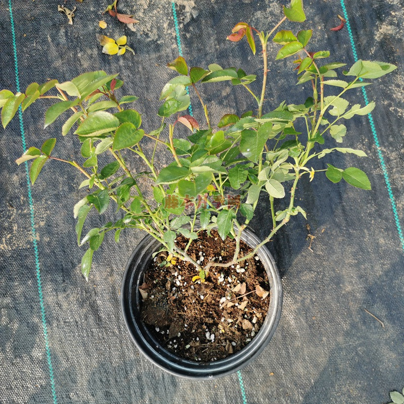 简单的月季压枝小技巧 简单的月季压枝小技巧