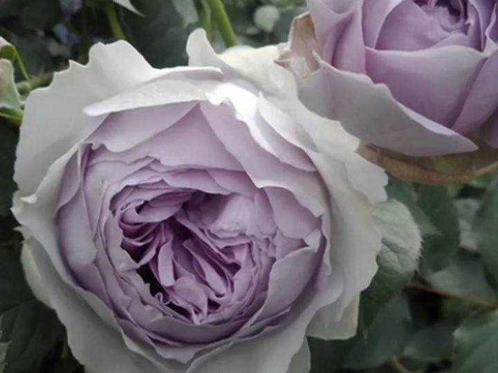 丽拉月季 丽拉Lilas