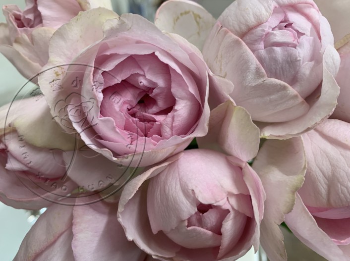 伊芙棉花糖 伊芙棉花糖