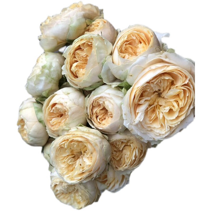 香草卡特琳娜Vanilla Catalina 香草卡特琳娜Vanilla Catalina