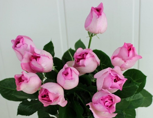 伊芙草莓树 伊芙草莓树