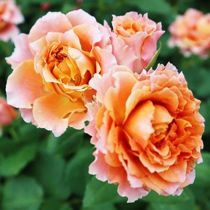 麦芽糖Morgen Lot 麦芽糖Morgen Lot