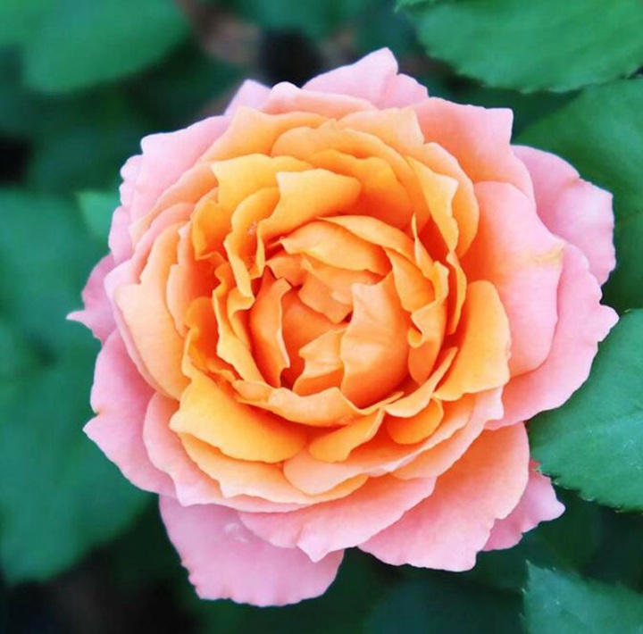 麦芽糖Morgen Lot 麦芽糖Morgen Lot