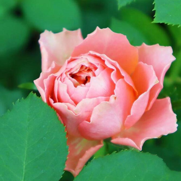 麦芽糖Morgen Lot 麦芽糖Morgen Lot
