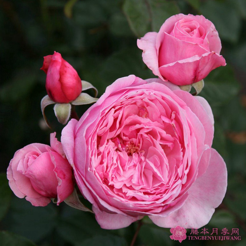 刁蛮公主 刁蛮公主