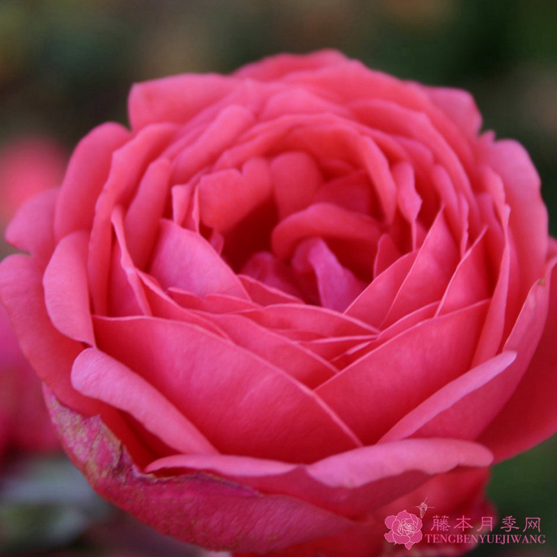 花园公主玛丽何塞 花园公主玛丽何塞