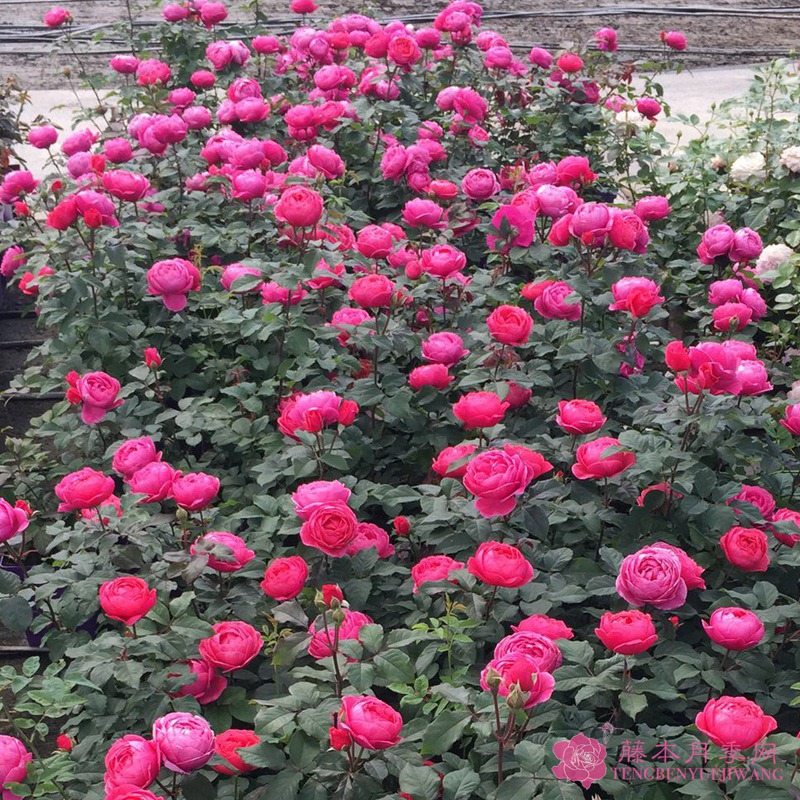 花园公主玛丽何塞 花园公主玛丽何塞