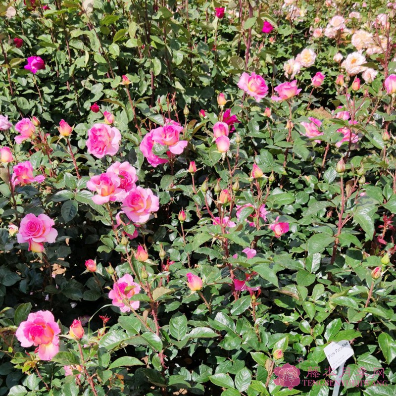 粉红天堂Pink Paradise 粉红天堂Pink Paradise