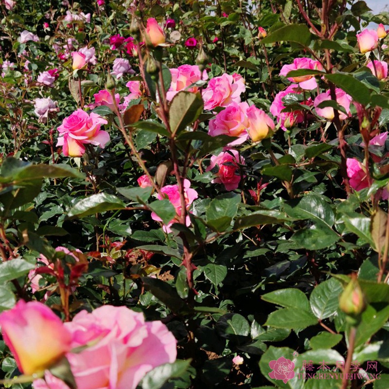 粉红天堂Pink Paradise 粉红天堂Pink Paradise