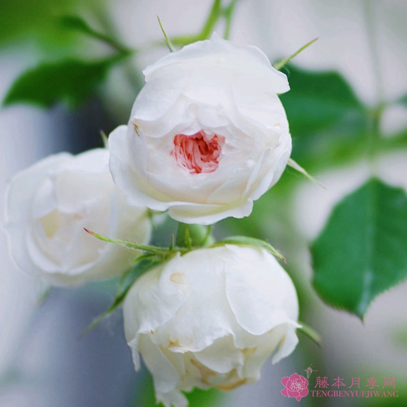 小抒情曲 小抒情曲
