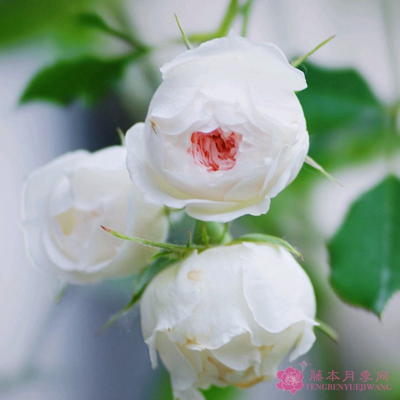 小抒情曲 小抒情曲