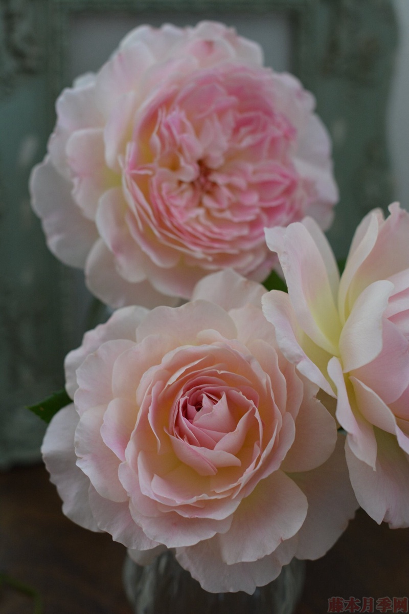 梅克林花边Malines 洋/梅克林花边Malines
