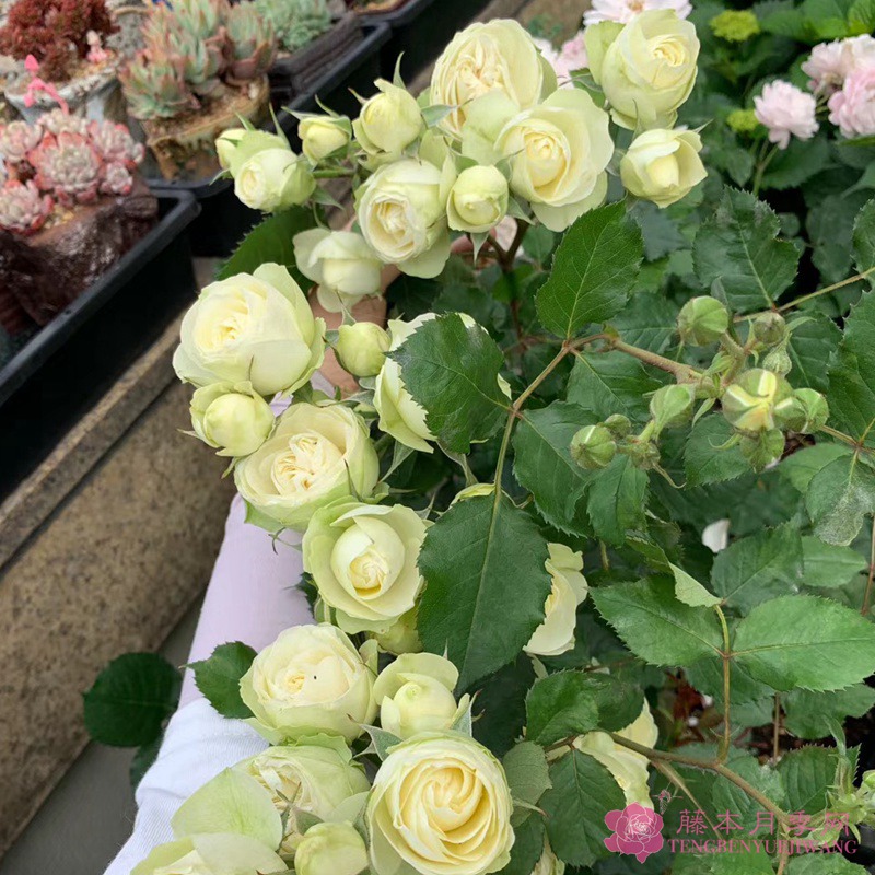 奶油龙沙宝石-微型月季 奶油龙沙宝石(Creamy Eden)