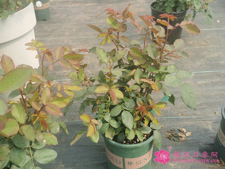 1617847586957594.jpg 珊瑚果冻Corail gelee