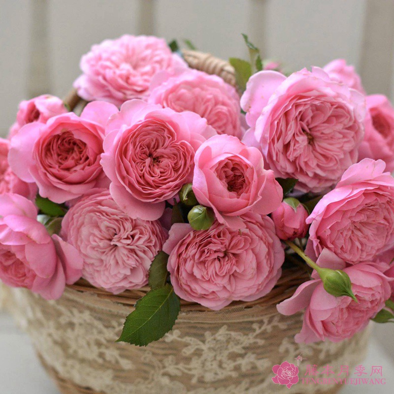 养月季花需要注意些什么? 养月季花需要注意些什么?