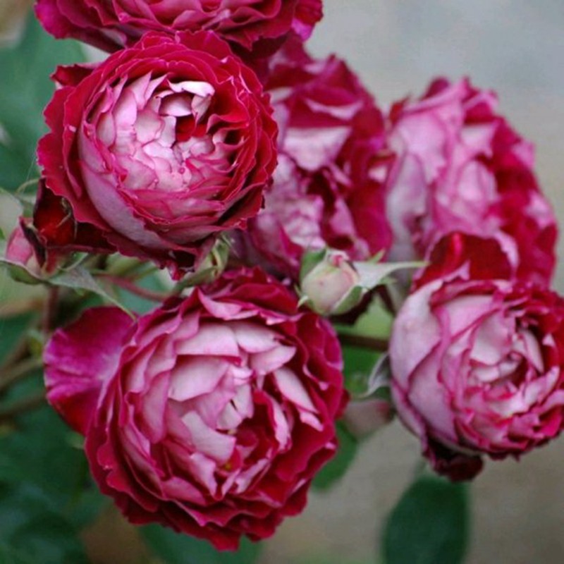 养月季花需要注意些什么? 养月季花需要注意些什么?