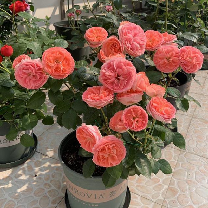 养月季花需要注意些什么? 养月季花需要注意些什么?