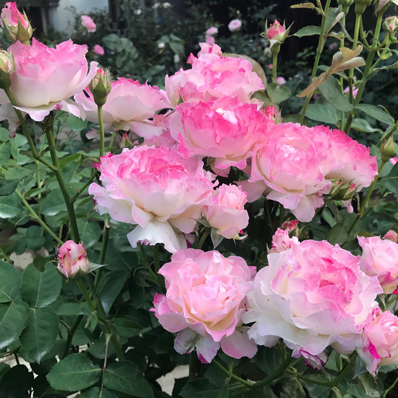 养月季花需要注意些什么? 养月季花需要注意些什么?