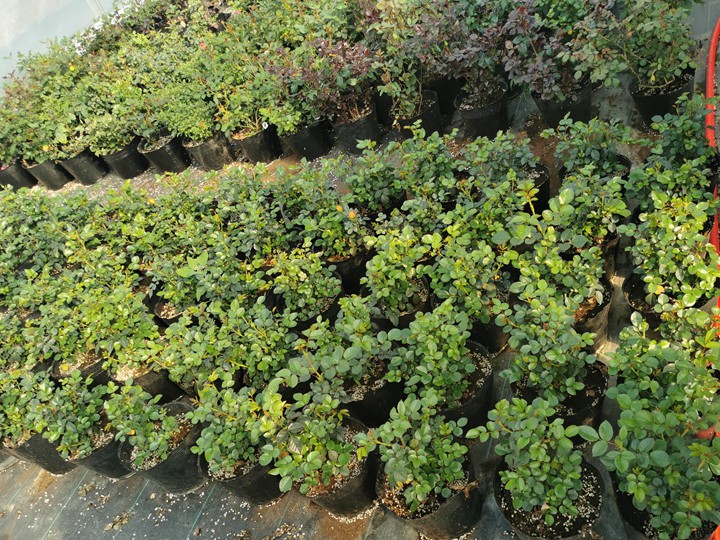 月季花苗在哪里可以买? 月季花苗在哪里可以买?