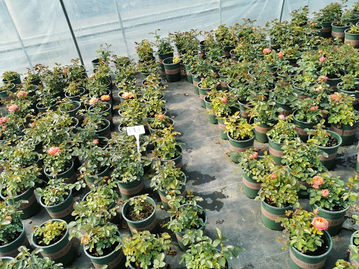月季花苗在哪里可以买? 月季花苗在哪里可以买?