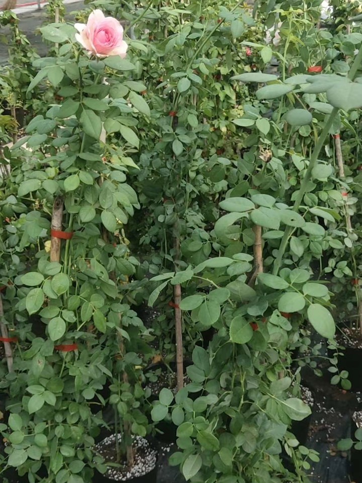 月季花苗在哪里可以买? 月季花苗在哪里可以买?