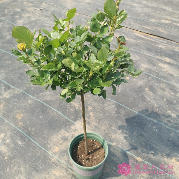 月季花苗在哪里可以买? 月季花苗在哪里可以买?