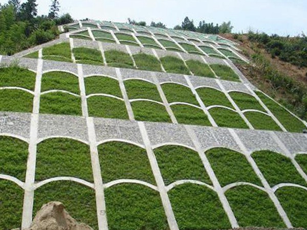 护坡的草籽哪种比较好? 护坡的草籽哪种比较好?