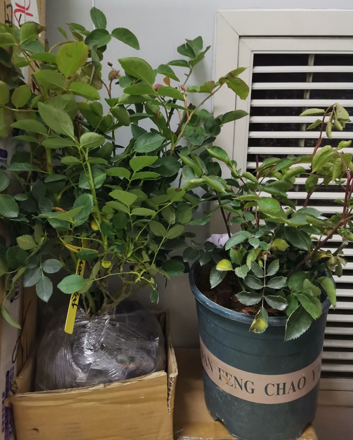 做月季我们是专业的,打包我们很用心! 做月季我们是专业的,打包我们很用心!