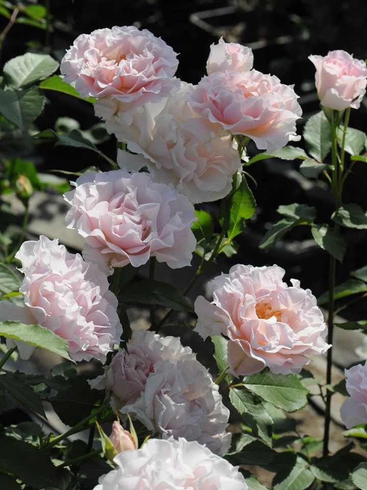初嫁La Mariée 初嫁La Mariée