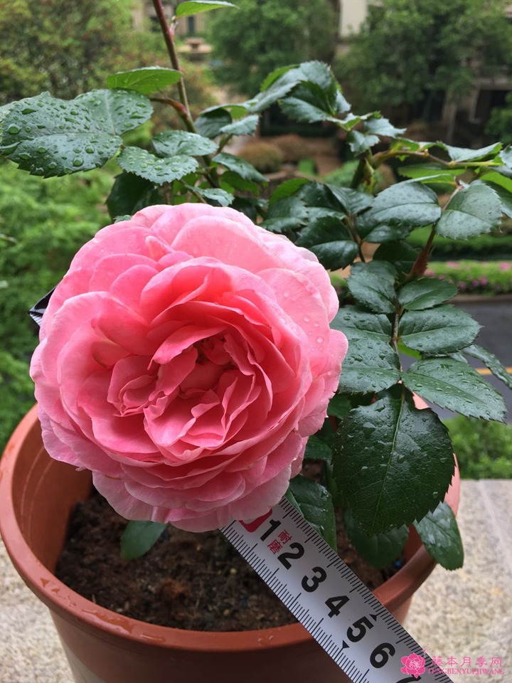 芳香王阳台月季 芳香王阳台月季