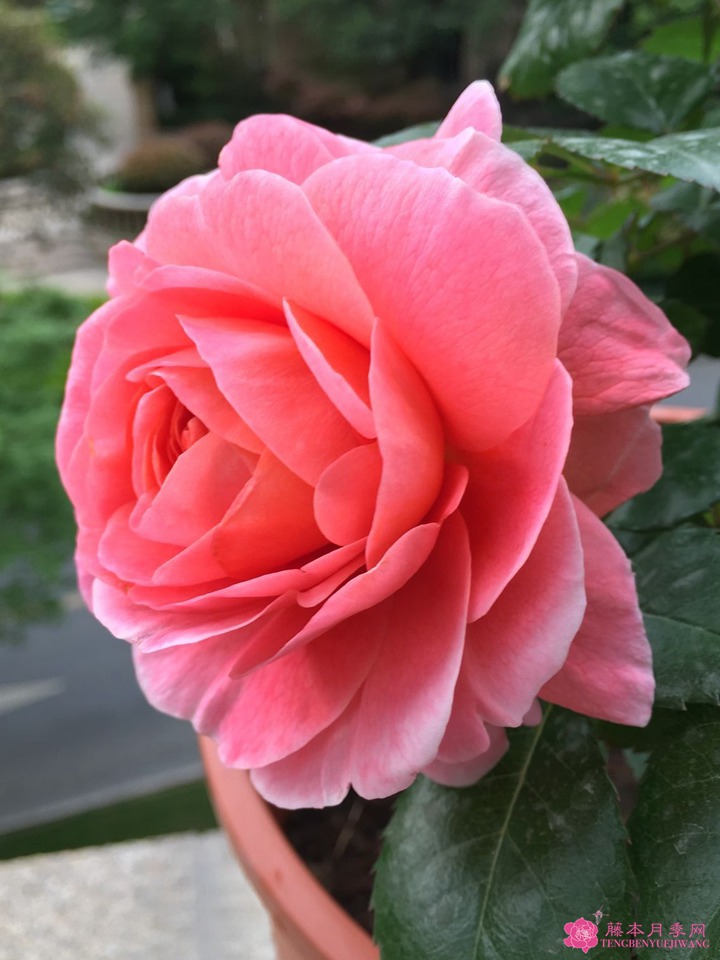 芳香王阳台月季 芳香王阳台月季