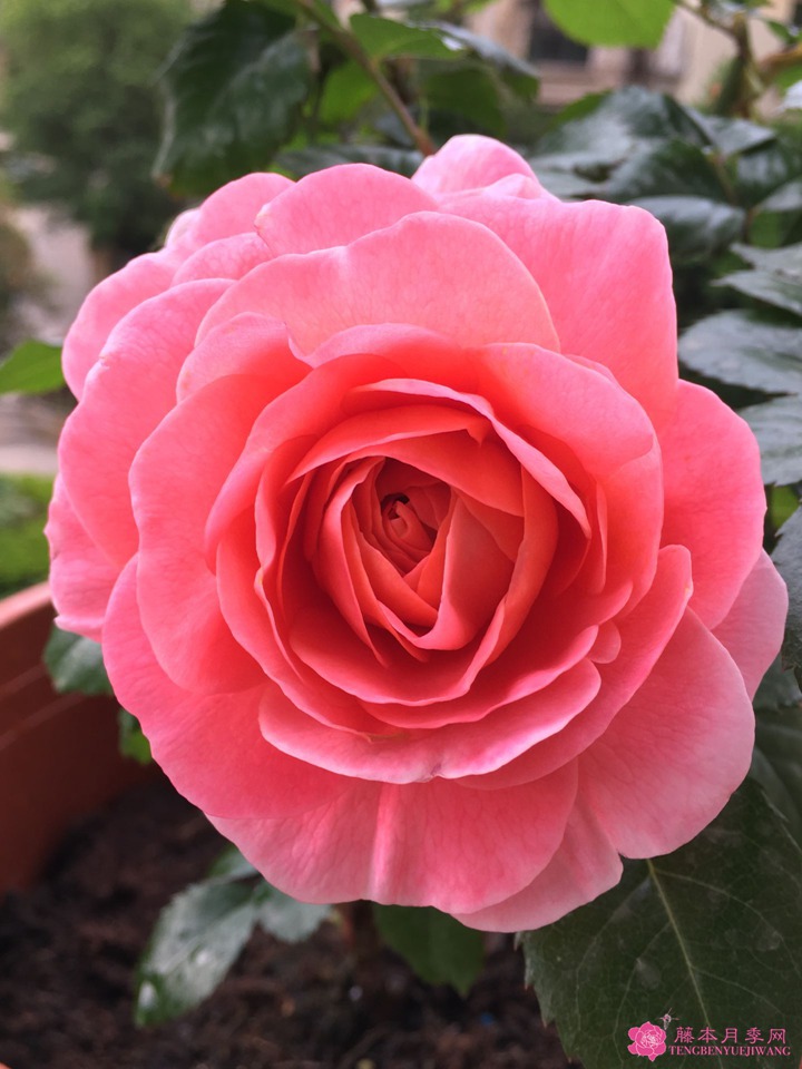 芳香王阳台月季 芳香王阳台月季