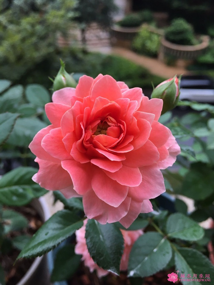 芳香王阳台月季 芳香王阳台月季