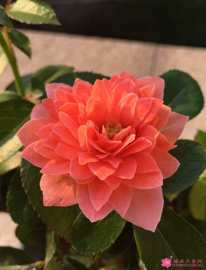 芳香王阳台月季 芳香王阳台月季